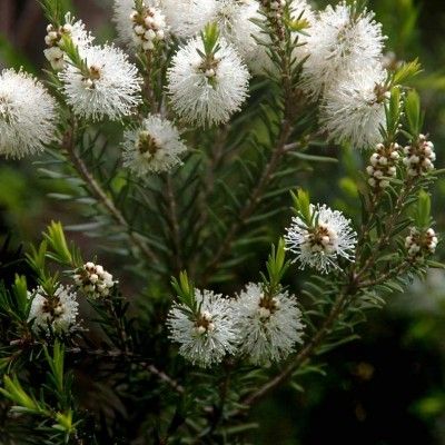 Tea tree - Arbre à thé BiO, Hydrolat (Melaleuca alternifolia